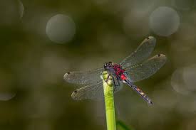 Attēlu rezultāti vaicājumam “Leucorrhinia dubia”