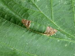 Attēlu rezultāti vaicājumam “Phyllonorycter nicellii”