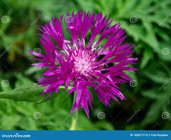 Image result for Flockenblume