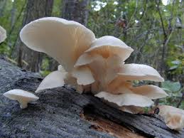 Attēlu rezultāti vaicājumam “Pleurotus ostreatus”