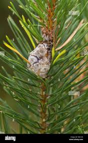 Attēlu rezultāti vaicājumam “Retinia resinella”