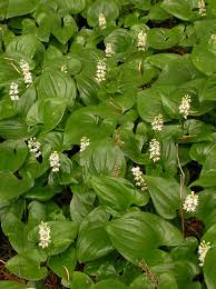 Attēlu rezultāti vaicājumam “Maianthemum bifolium bud”