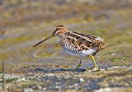 Image result for Gallinago gallinago