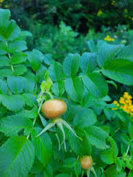 Attēlu rezultāti vaicājumam “Rosa villosa fruit”