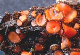 Attēlu rezultāti vaicājumam “Licea chelonoides spores”