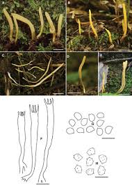 Attēlu rezultāti vaicājumam “Clavaria straminea”