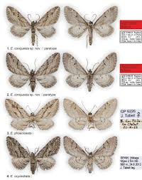 Attēlu rezultāti vaicājumam “Eupithecia icterata female”