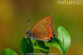 Attēlu rezultāti vaicājumam “Satyrium pruni”