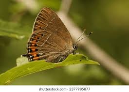 Attēlu rezultāti vaicājumam “Satyrium pruni underside”