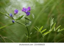 Attēlu rezultāti vaicājumam “Lathyrus palustris flower”