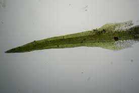 Attēlu rezultāti vaicājumam “Eucladium verticillatum”