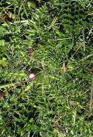Attēlu rezultāti vaicājumam “Cirsium acaule leaf”