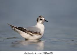 Attēlu rezultāti vaicājumam “Larus minutus”