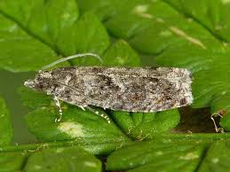 Attēlu rezultāti vaicājumam “Epinotia immundana”