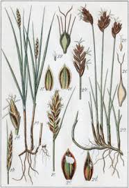 Attēlu rezultāti vaicājumam “Schoenus ferrugineus”