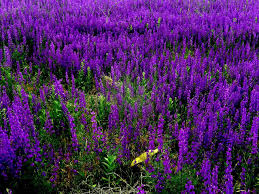 Attēlu rezultāti vaicājumam “Echium vulgare flower”