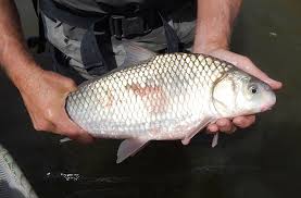 Image result for Carpiodes carpio