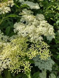 Attēlu rezultāti vaicājumam “Sambucus nigra flower”