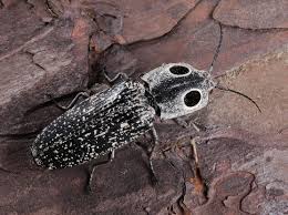 Attēlu rezultāti vaicājumam “Elateridae”