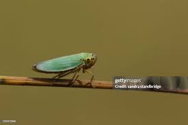 Attēlu rezultāti vaicājumam “Cicadella viridis”