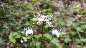 Attēlu rezultāti vaicājumam “Sanicula europaea”