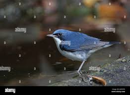 Image result for Luscinia cyane