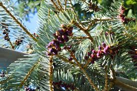 Attēlu rezultāti vaicājumam “Abies concolor”