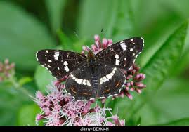 Attēlu rezultāti vaicājumam “Araschnia levana underside”