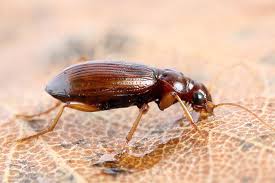 Attēlu rezultāti vaicājumam “Leistus ferrugineus”