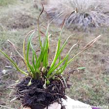 Attēlu rezultāti vaicājumam “Juncaginaceae”