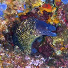 Image result for Muraena helena