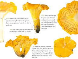Attēlu rezultāti vaicājumam “Cantharellus cibarius”