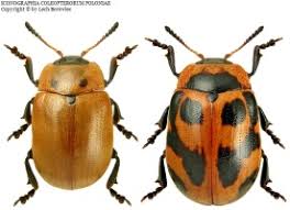 Attēlu rezultāti vaicājumam “Gonioctena viminalis”