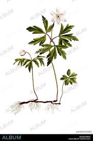 Image result for Buschwindröschen