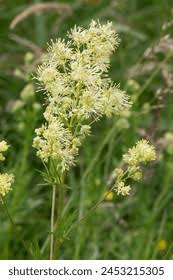 Attēlu rezultāti vaicājumam “Thalictrum flavum bud”