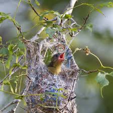Attēlu rezultāti vaicājumam “nest”