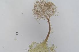 Attēlu rezultāti vaicājumam “Clastodermataceae”