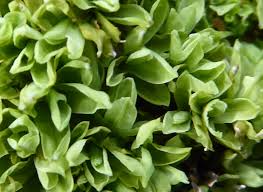 Attēlu rezultāti vaicājumam “Encalypta streptocarpa”