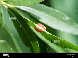 Attēlu rezultāti vaicājumam “Pontania proxima”