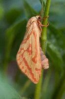 Attēlu rezultāti vaicājumam “Hepialus humuli”