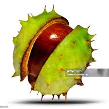 Attēlu rezultāti vaicājumam “Aesculus hippocastanum fruit”