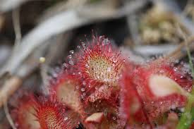 Attēlu rezultāti vaicājumam “Droseraceae”