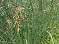 Attēlu rezultāti vaicājumam “Schoenoplectus lacustris subsp. glaucus bud”