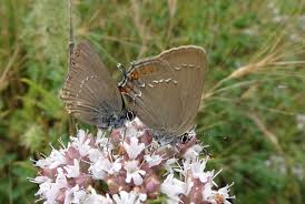 Attēlu rezultāti vaicājumam “Satyrium ilicis underside”