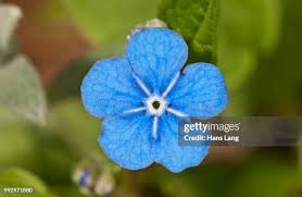 Image result for Omphalodes verna