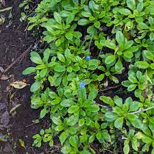 Attēlu rezultāti vaicājumam “Myosotis sylvatica leaf”