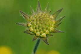 Attēlu rezultāti vaicājumam “Knautia arvensis leaf”