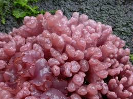 Attēlu rezultāti vaicājumam “Ascocoryne sarcoides”