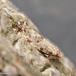 Attēlu rezultāti vaicājumam “Morophaga choragella”