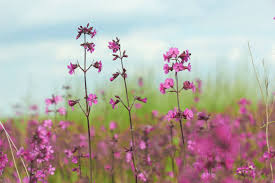 Attēlu rezultāti vaicājumam “Silene viscaria fruit”